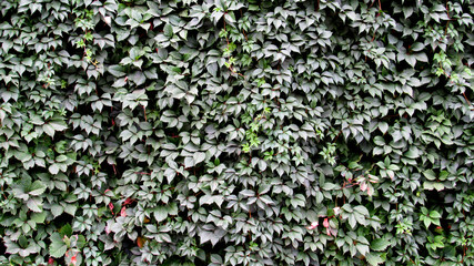 leaves of a plant curl on the wall. green leaf background