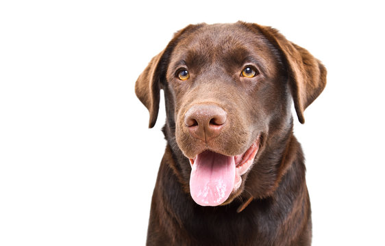 Portrait of a funny Labrador puppy, closeup, isolated on a white background