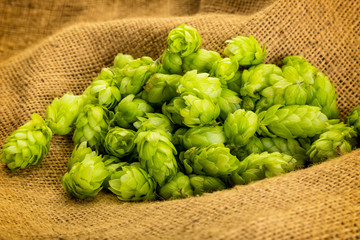 Fresh hop cones on burlap bag