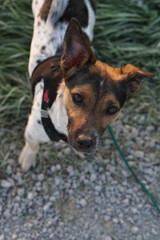 Jack Russell Terrier with dog harness waiting