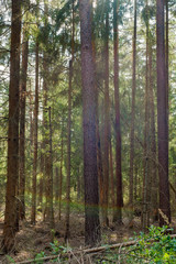 Obraz premium Spaziergang durch den Tennenloher Forst an einem Nachmittag