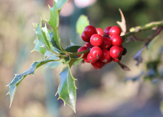 Symbol of Christmas in Europe. Closeup of holly beautiful red berries and sharp leaves on a tree in autumn weather.