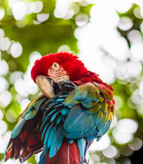 Scarlet macaw, parrot in a natural park in Cartagena, Colombia