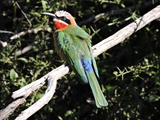 The beautiful colors of the White-fronted Bee-eater.