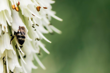 Bee collecting nectar from white flower