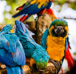 Blue and yellow macaw, parrot in a natural park in Cartagena, Colombia