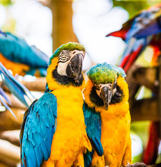 Blue and yellow macaw, parrot in a natural park in Cartagena, Colombia