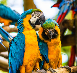 Blue and yellow macaw, parrot in a natural park in Cartagena, Colombia