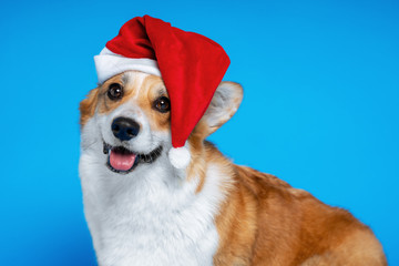 Close up portrait of happy  beautiful dog breed welsh corgi pembroke, wearing red christmas santa hat,  on blue background