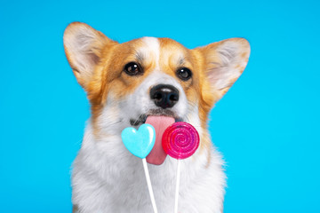 funny dog pembroke welsh corgi enjoy sweet candy on a blue background. Heart shaped lollipop and spirals.  Licking sweets small pet.