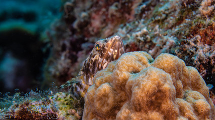Obraz na płótnie Canvas Close up of Sand Diver in coral reef of the Caribbean Sea around Curacao
