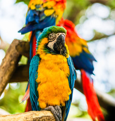Blue and yellow macaw, parrot in a natural park in Cartagena, Colombia