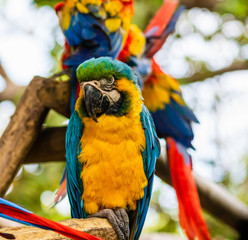 Blue and yellow macaw, parrot in a natural park in Cartagena, Colombia