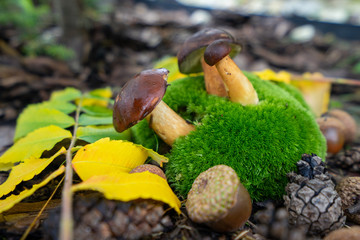 Grzyby podgrzybki na mchu © SebbPL