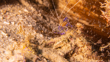 Close up of Coral Shrimp in coral reef of the Caribbean Sea around Curacao