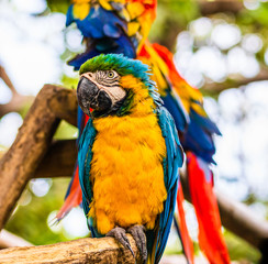 Blue and yellow macaw, parrot in a natural park in Cartagena, Colombia