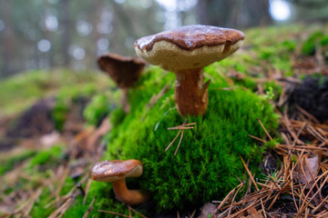 Podgrzybek © SebbPL