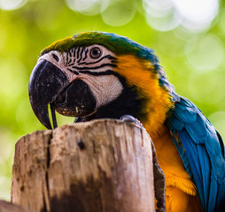 Blue and yellow macaw, parrot in a natural park in Cartagena, Colombia