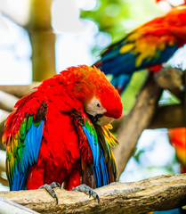 Scarlet macaw, parrot in a natural park in Cartagena, Colombia