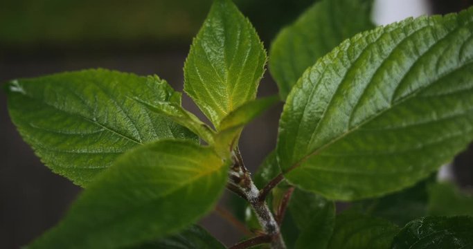 Green Non-Flowering Plant Macro