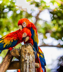 Scarlet macaw, parrot in a natural park in Cartagena, Colombia