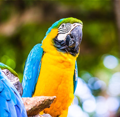 Blue and yellow macaw, parrot in a natural park in Cartagena, Colombia