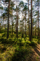 Fototapeta na wymiar Spaziergang durch den Tennenloher Forst an einem Nachmittag