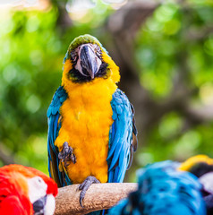 Blue and yellow macaw, parrot in a natural park in Cartagena, Colombia