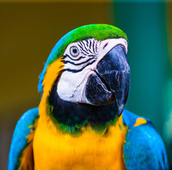 Blue and yellow macaw, parrot in a natural park in Cartagena, Colombia