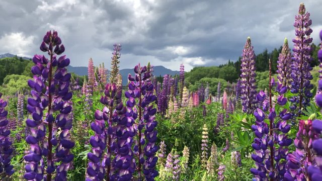Handheld slow motion push-out shot of a Lavandula lanata, woolly lavender field with a lake and snow covered mountains under the clouds in the background