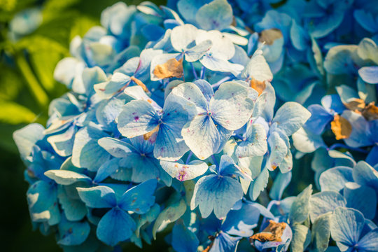 Beautiful blue hydrangea in the garden close up 