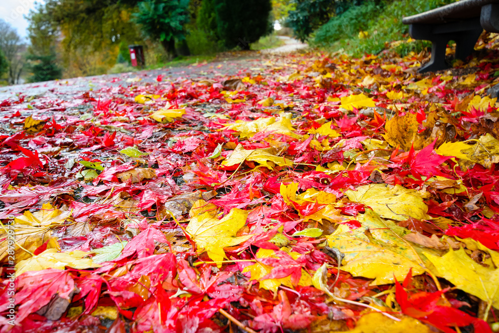 Wall mural Autumn in Scotland. Gold Trees in a park