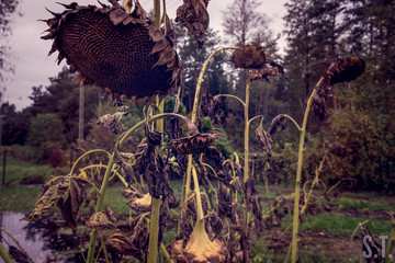 Stare słoneczniki © SebbPL