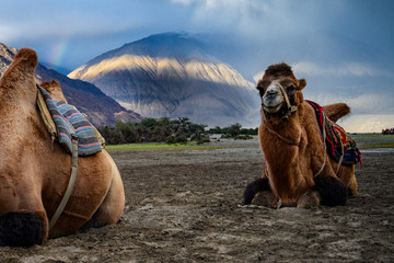 Doubled humped Camel in Nubra