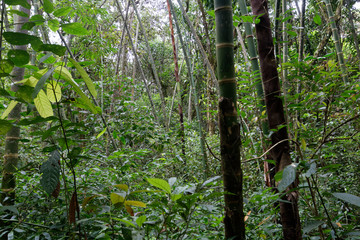 Lasy deszczowe Kolumbii - obrazy, fototapety, plakaty