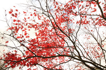 Red Japanese maple, ace tree branches background