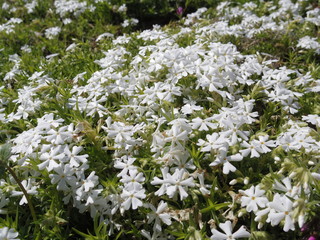 Clouse up of Phlox subulata flowers
