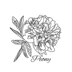 Fototapeta premium Cute Peony flower in line art style isolated on white.
