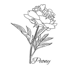 Cute Peony flower in line art style isolated on white.
