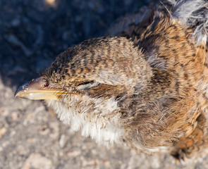 Dead bird. Road wars - death of a Shrike. Death from the car. The red-backed shrike (Lanius collurio) is a carnivorous passerine bird and member of the shrike Laniidae. Juvenile bird - female.