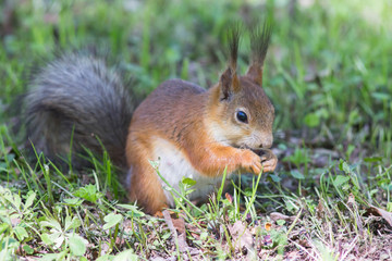 Naklejka na ściany i meble Close-up of a red squirrel eating a nut. Cute animals rodents. Fluffy squirrel in a city park on the grass. Cute squirrels are in their natural habitat on a warm summer day.