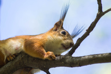 Close-up of a red squirrel eating a nut. Cute animals rodents. Fluffy squirrel in a city park on a tree sits on a tree and looks. Cute squirrels are in their natural habitat on a warm summer day.