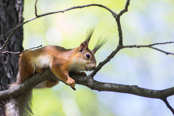 Close-up of a red squirrel eating a nut. Cute animals rodents. Fluffy squirrel in a city park on a tree sits on a tree and looks. Cute squirrels are in their natural habitat on a warm summer day.