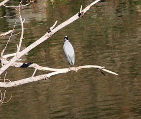 Ave marina en la rama de un árbol