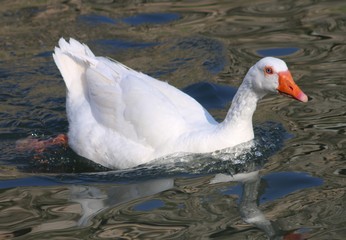 Ganso nadando en el rio Tajo de Toledo