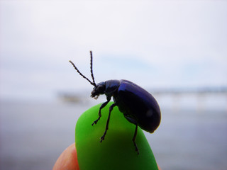 Beetle on the Baltic Sea