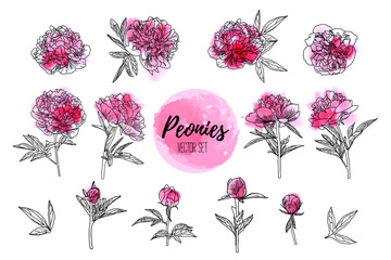 Watercolor peony set isolated on white background. © Aleksa Mikhailechko