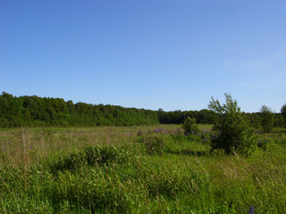 Field and forest