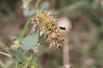 bienenweide im herbst