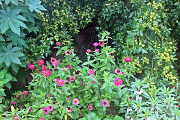 백일홍과 대추나무